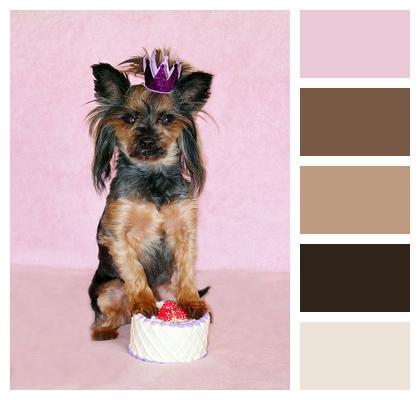 Dog Happy Birthday Yorkie Image